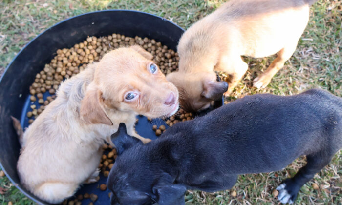 Prefeitura do Município de Maringá – Setembro Caramelo promove feirinhas e ajuda cães e gatos a ganharem novos lares em Maringá