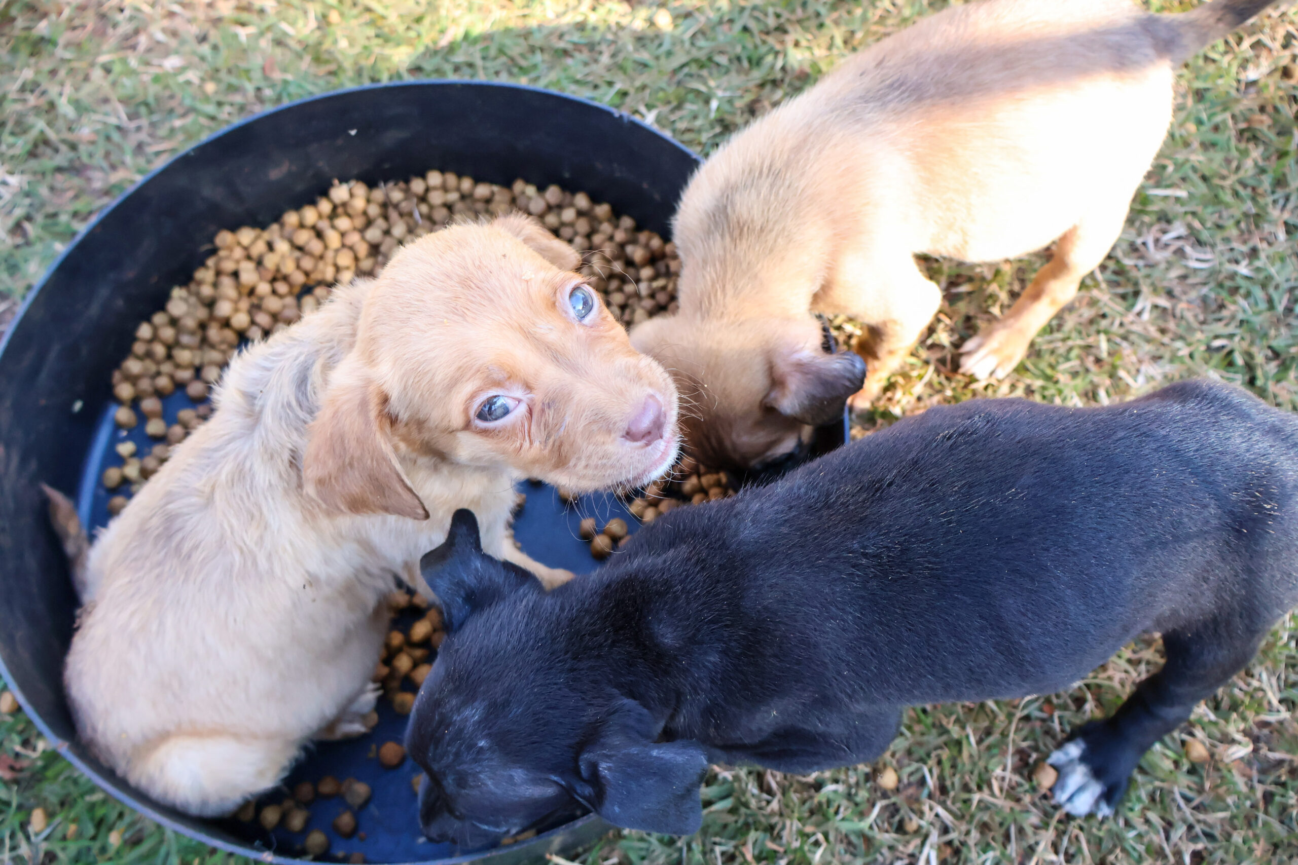 Prefeitura do Município de Maringá – Setembro Caramelo promove feirinhas e ajuda cães e gatos a ganharem novos lares em Maringá