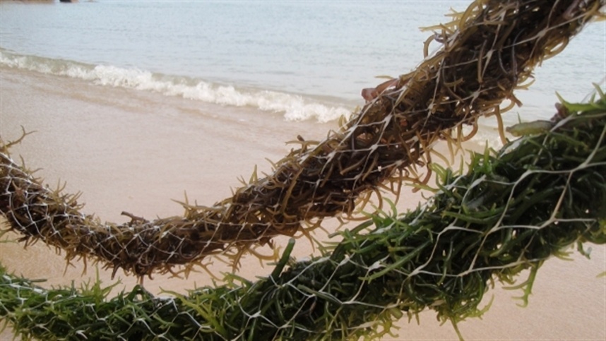 Biofertilizantes de algas ganham espaço no campo