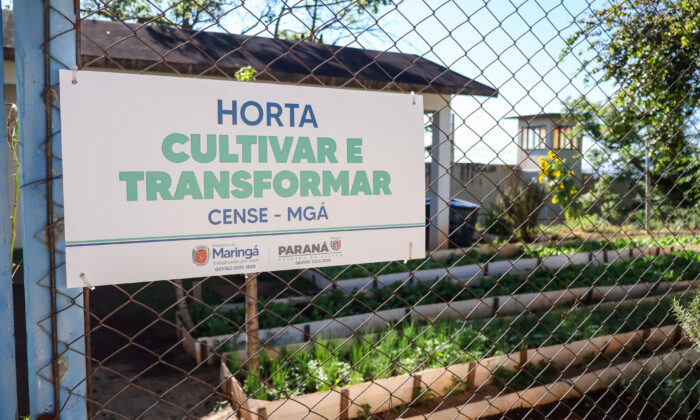 Prefeitura do Município de Maringá – Da plantação à colheita, adolescentes do Cense encontram nova atividade para ressocialização em projeto de horta