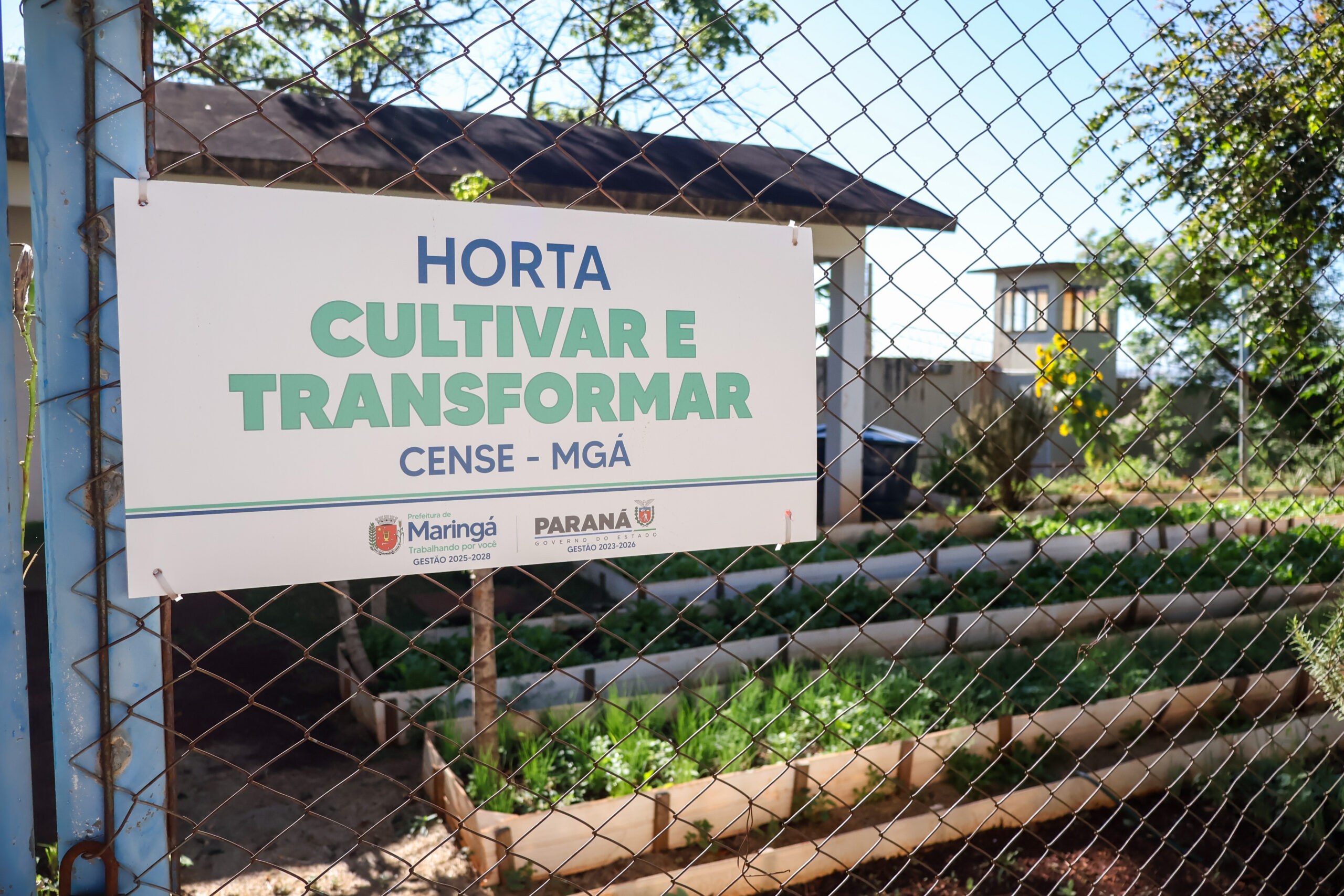 Prefeitura do Município de Maringá – Da plantação à colheita, adolescentes do Cense encontram nova atividade para ressocialização em projeto de horta