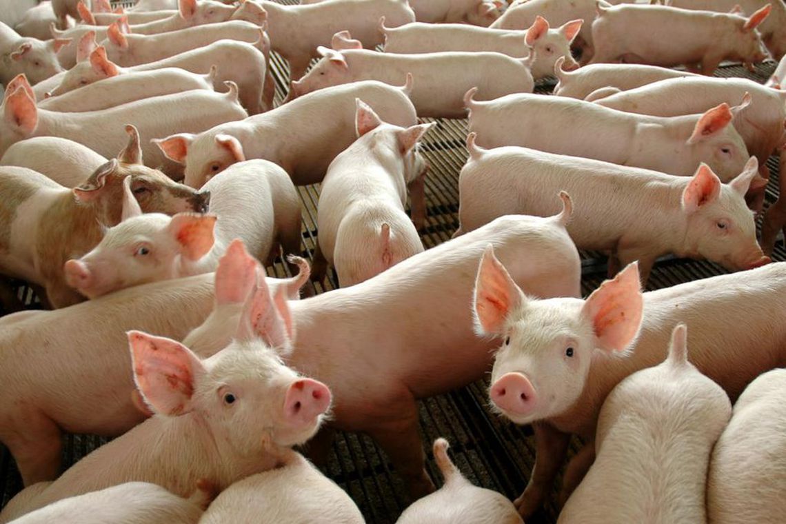 Poder de compra do suinocultor cai pelo terceiro mês seguido, aponta Cepea