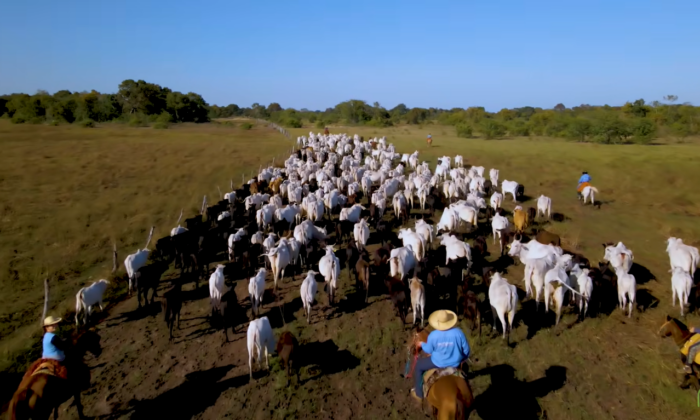 Pecuária responde por um terço da proteína global, revela FAO