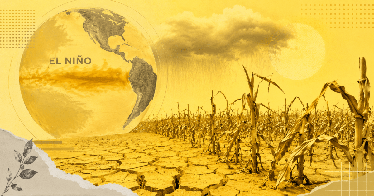 El Niño traz risco para produtividade de milho e arroz em 2027, diz BC | CNN Brasil