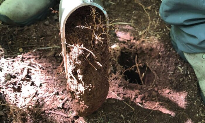 Manejo adequado amplia potencial produtivo do solo no Paraná – Maringá Post