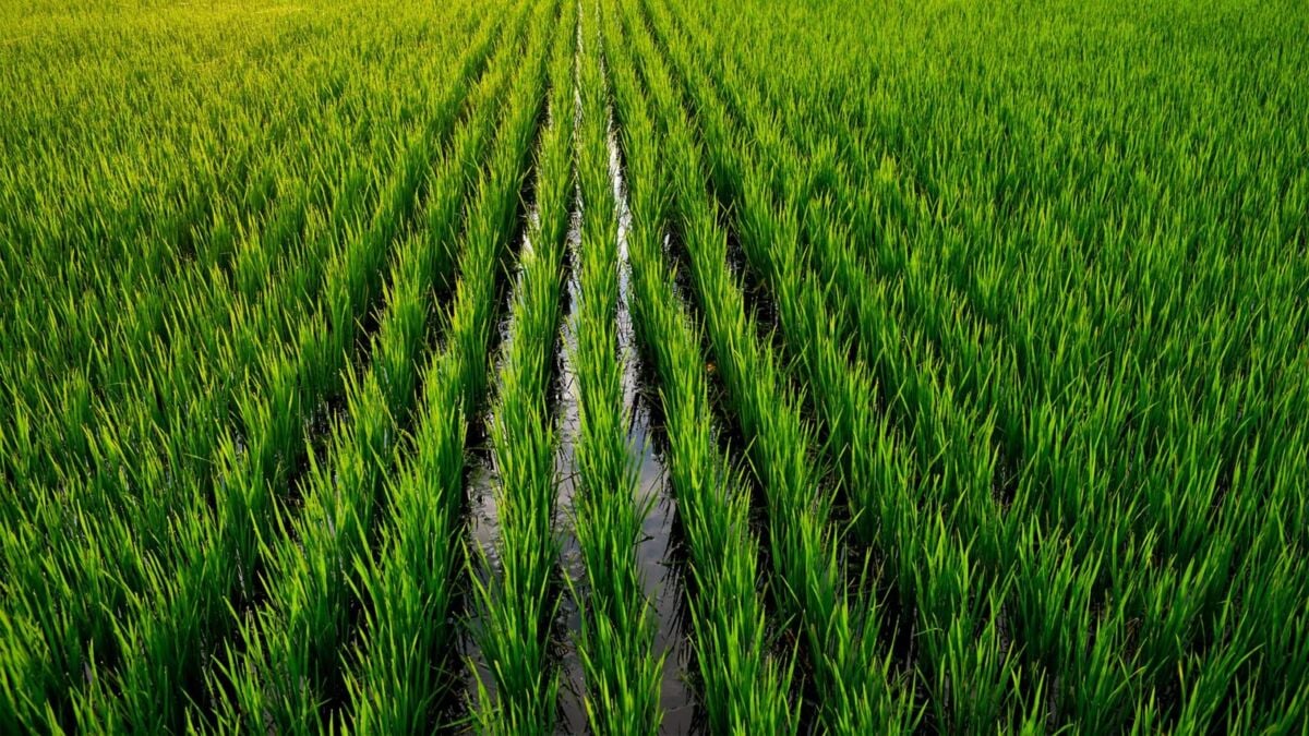 Arroz terá menor área no Sul desde 1982 e preço pode subir – Maringá Post