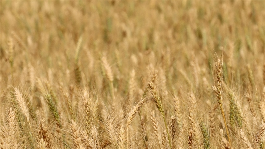 Produção global de grãos deve cair em 2026/27