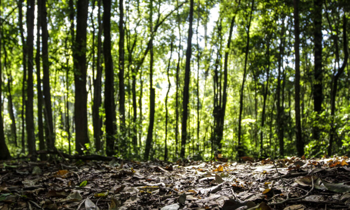 Produção florestal no país alcança recorde de R$ 47,9 bilhões em 2025