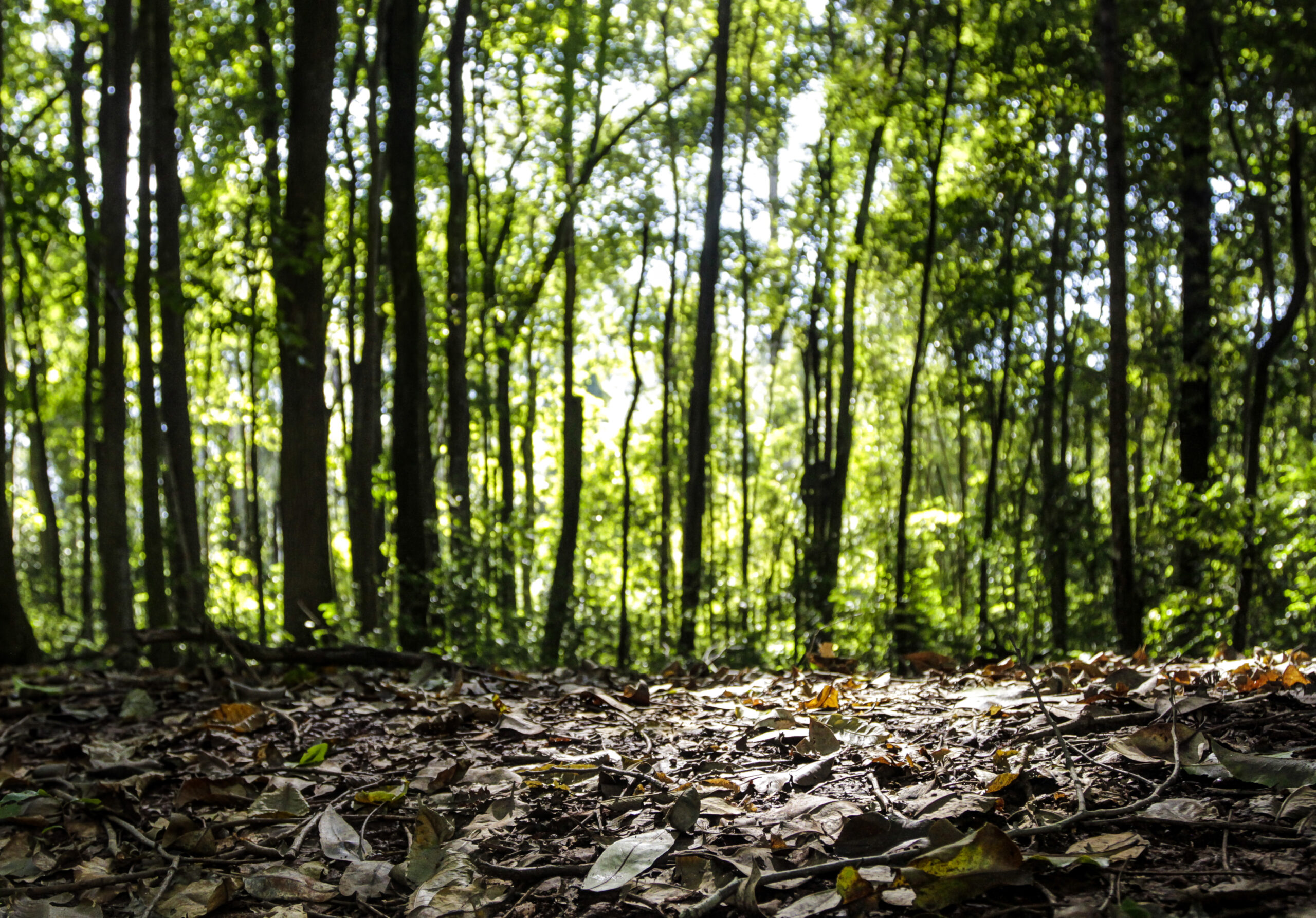 Produção florestal no país alcança recorde de R$ 47,9 bilhões em 2025