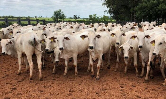 Semana do boi gordo mostra que arroba ainda tem espaço para novas altas