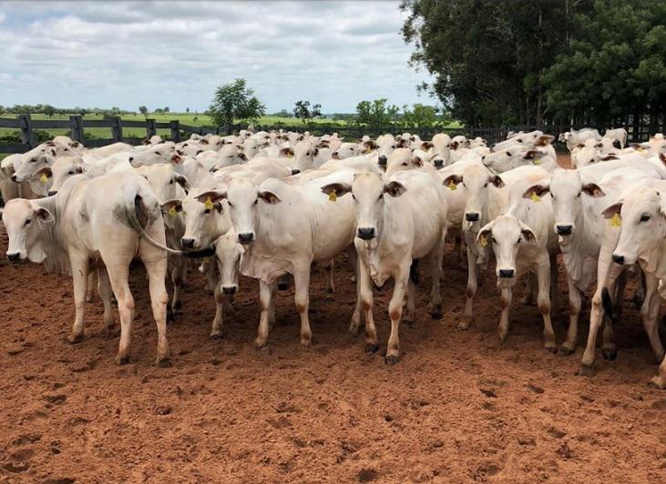 Semana do boi gordo mostra que arroba ainda tem espaço para novas altas