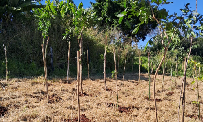 Prefeitura recompõe cobertura vegetativa em fundo de vale na região oeste de Londrina – Blog Londrina