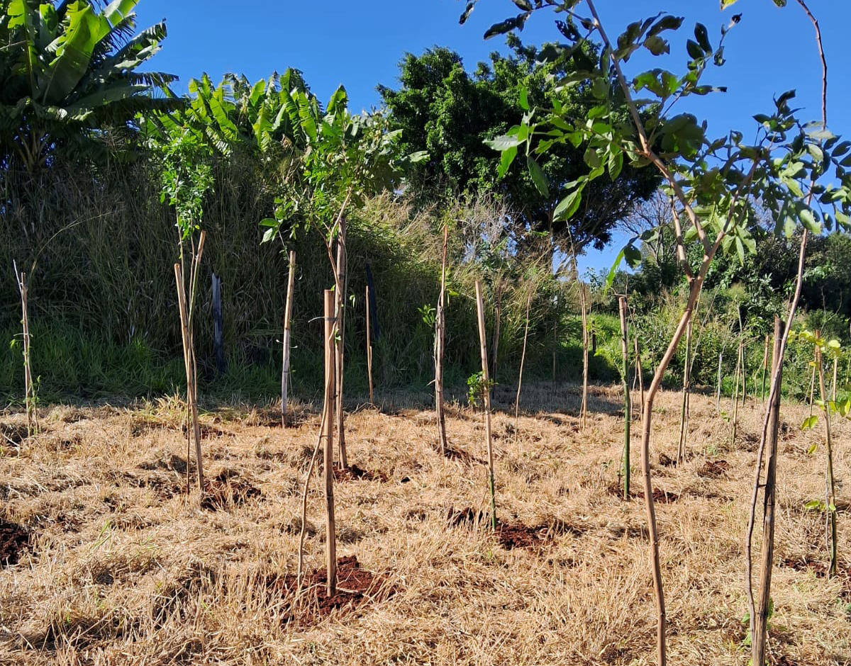 Prefeitura recompõe cobertura vegetativa em fundo de vale na região oeste de Londrina – Blog Londrina