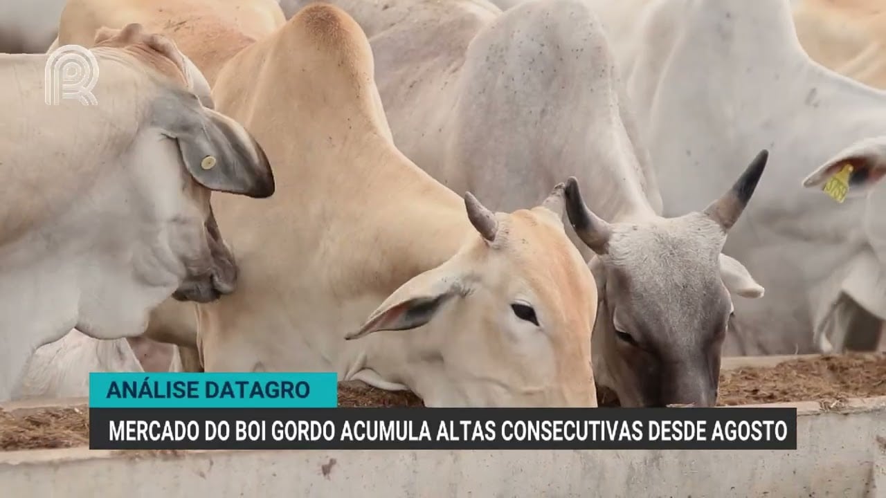 Mercado do boi gordo registra altas consecutivas desde agosto