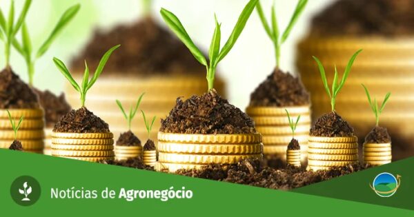 Agroconsult eleva previsão de safra 25/26 de algodão do Brasil para recorde de 4,5 mi t