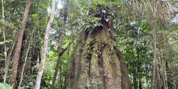 Amazonas ganha quatro reservas de desenvolvimento sustentável