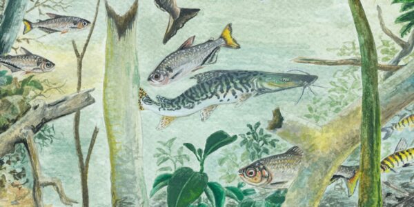 Amazônia tem mais de 2,7 mil espécies de peixes, aponta estudo
